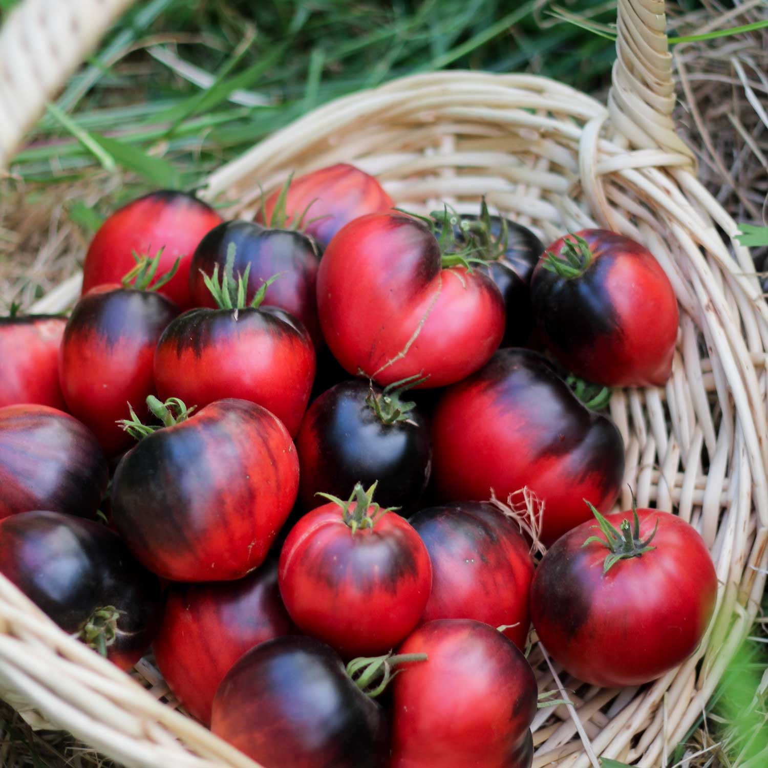Semillas de Tomate Sargento Pimienta