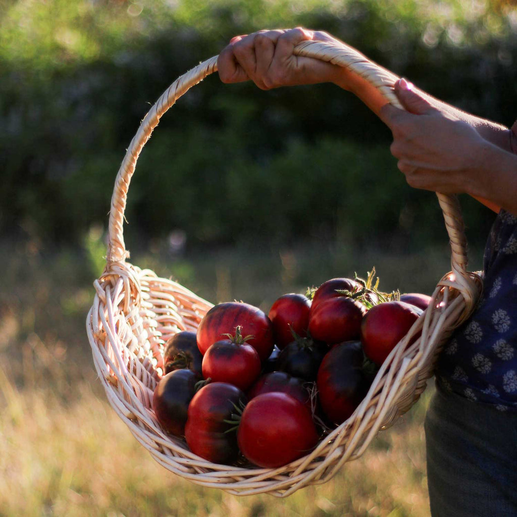Semillas de Tomate Sargento Pimienta