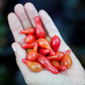 Semillas de Tomate Elf Tears
