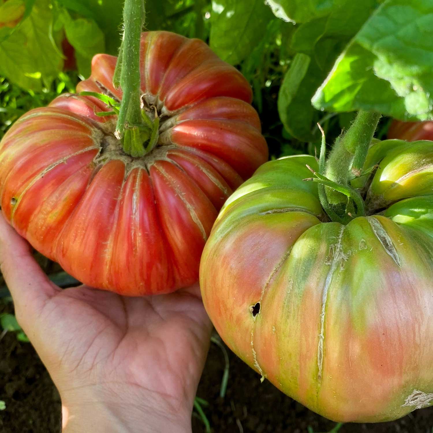 Semillas de Tomate Pink Jazz