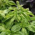 Albahaca Genovesa