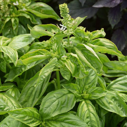Albahaca Genovesa