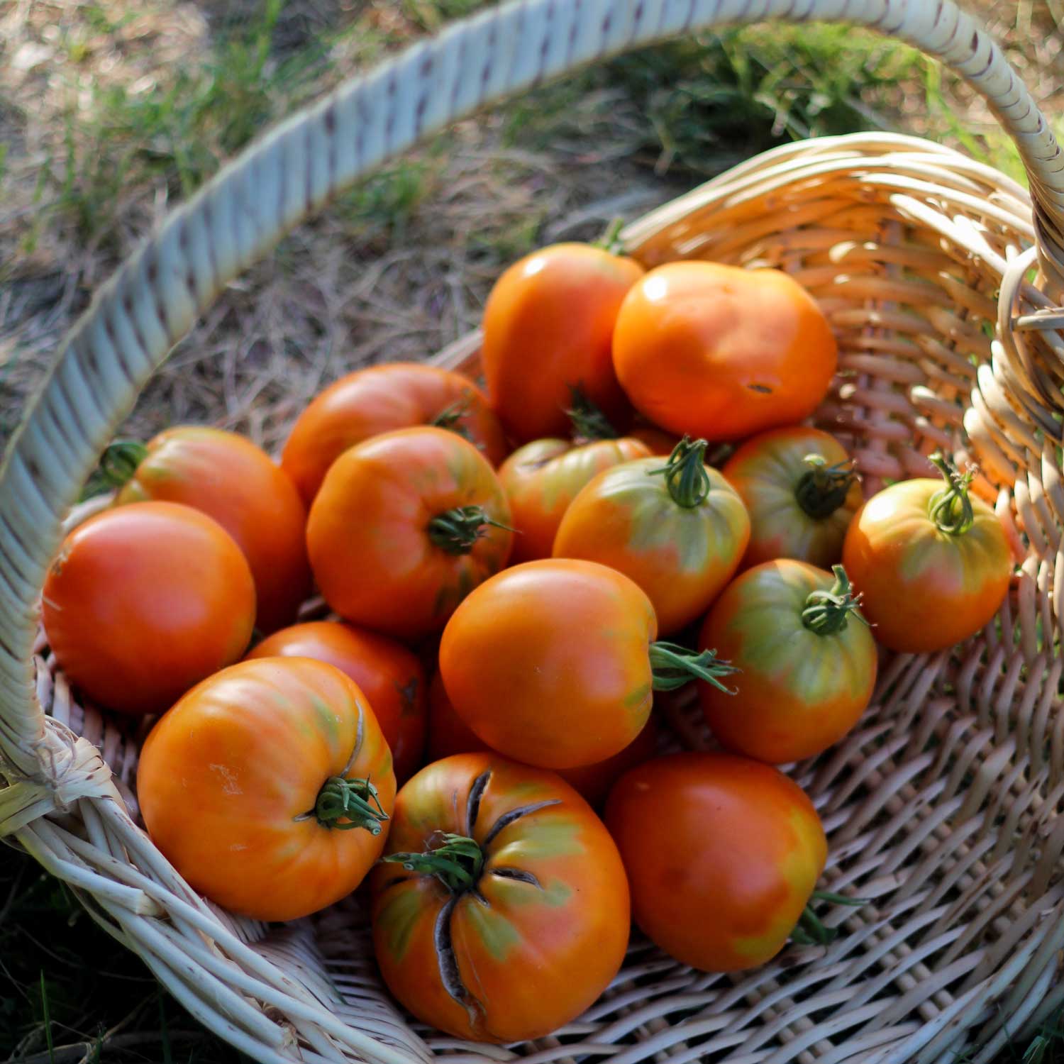 Semillas de Tomate Corazón de Buey Naranjo