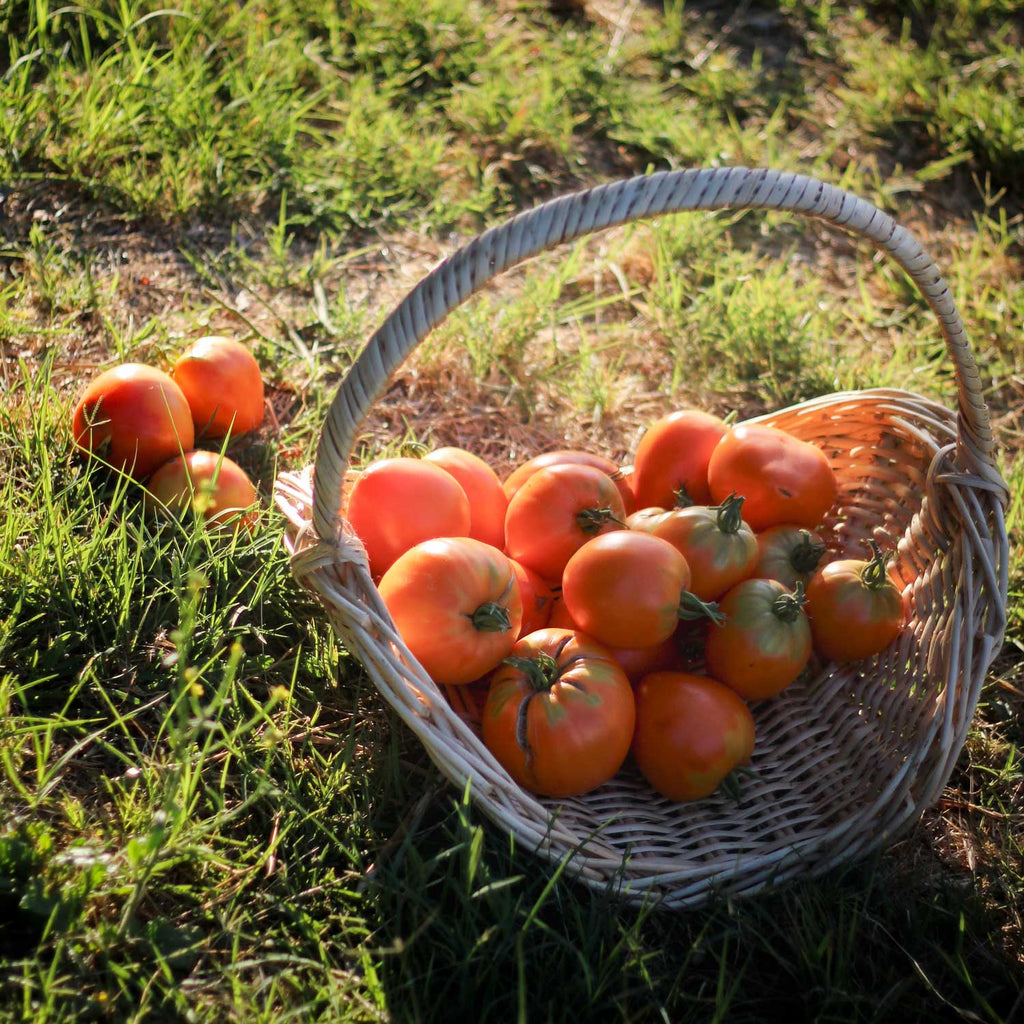 Semillas de Tomate Corazón de Buey Naranjo