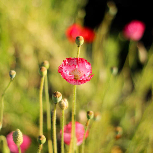 Semillas de Amapola Mix