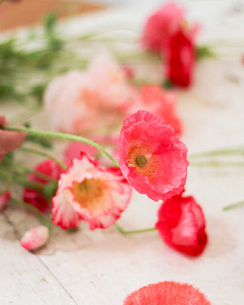 Semillas de Amapola Mix