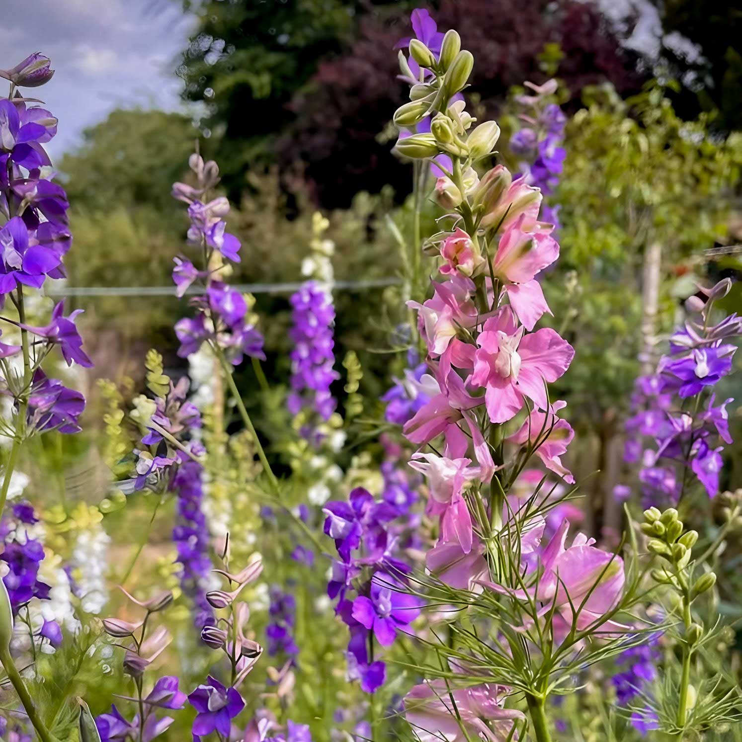 Semillas de Larkspur Mix