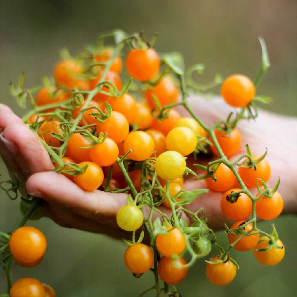 PACK HUERTA TOMATES DE VERANO + despacho gratis + corredor biológico de REGALO + instrucciones de siembra