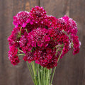 Scabiosa Qis Red Deep