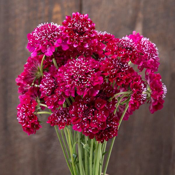 Scabiosa Qis Red Deep
