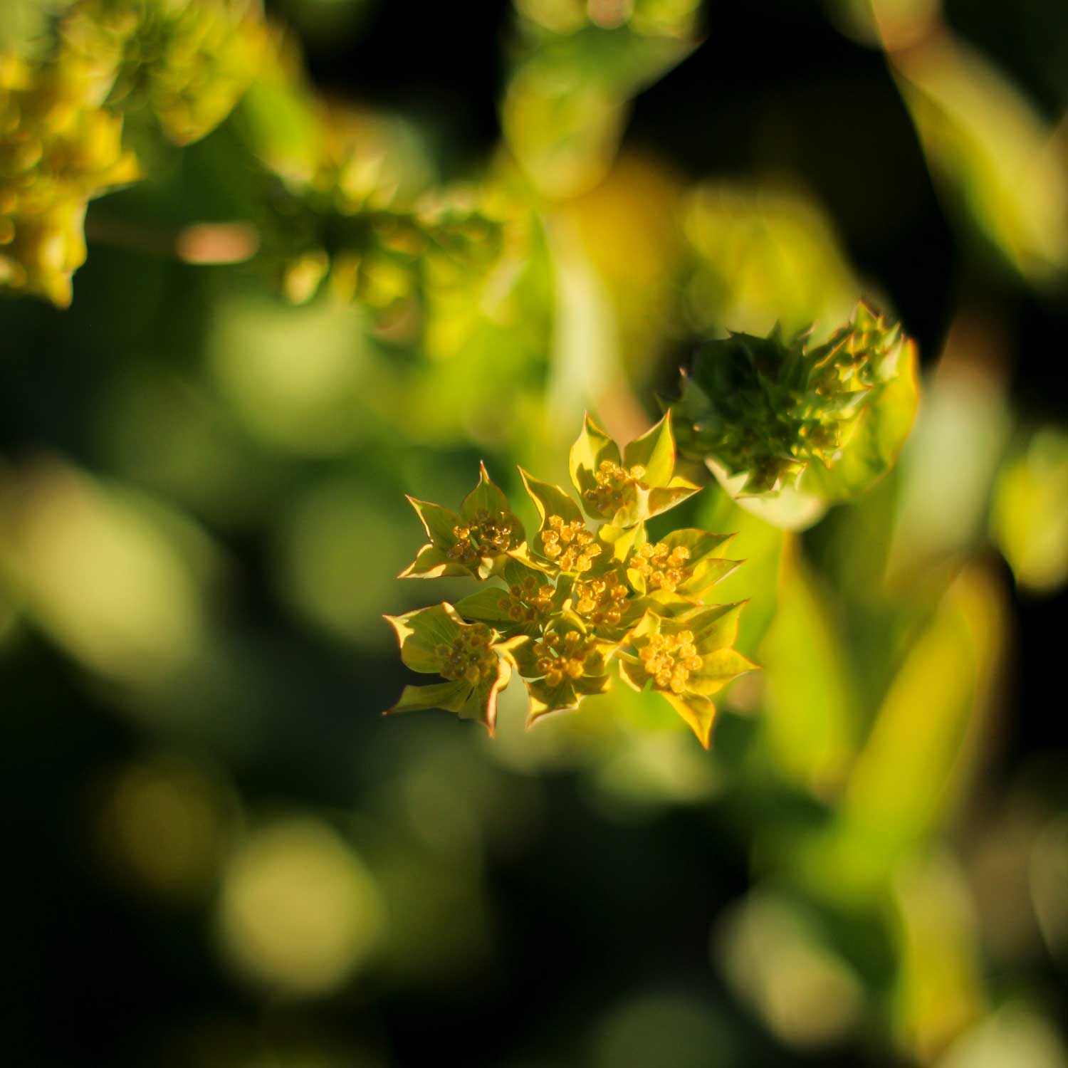 Semillas de Bupleurum