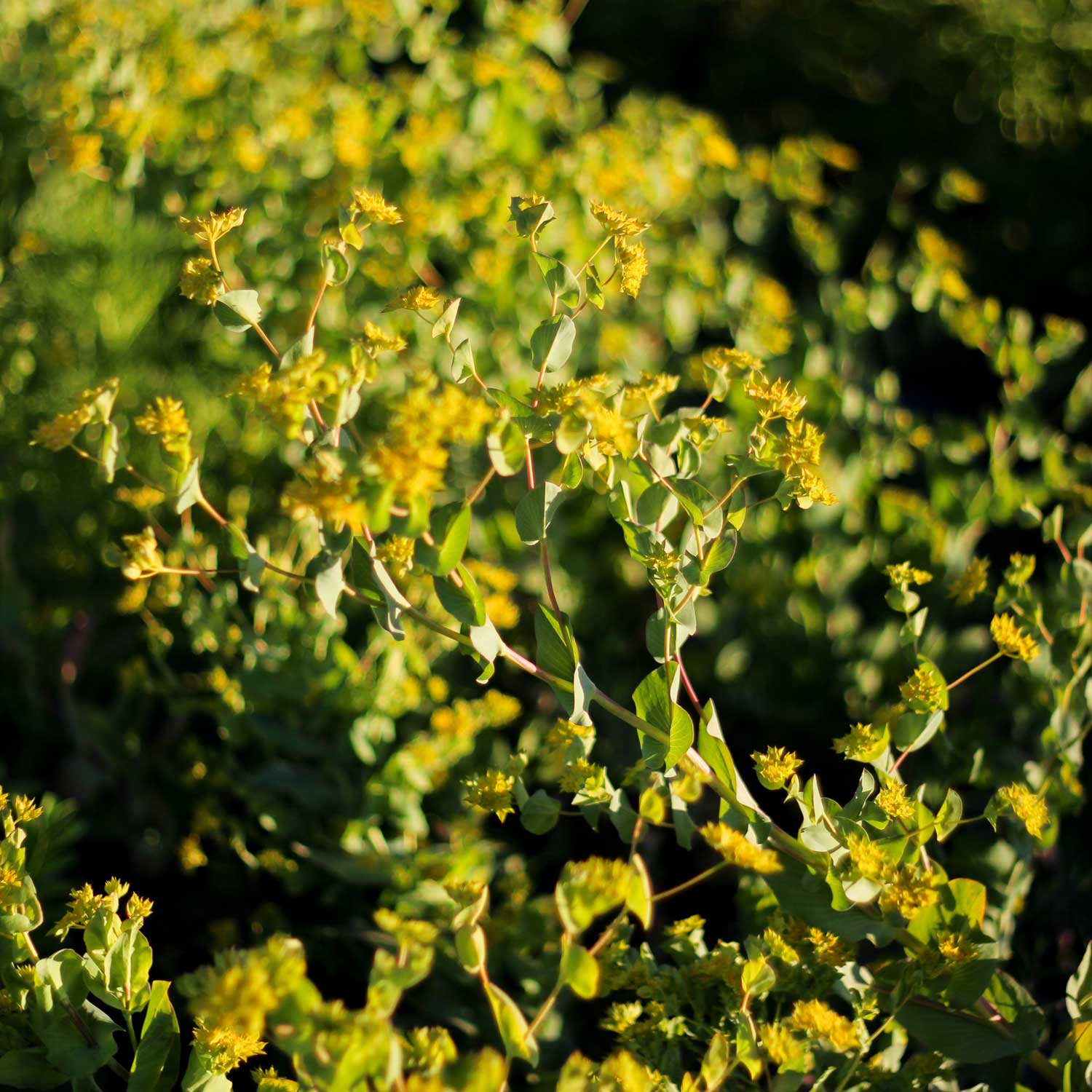 Semillas de Bupleurum