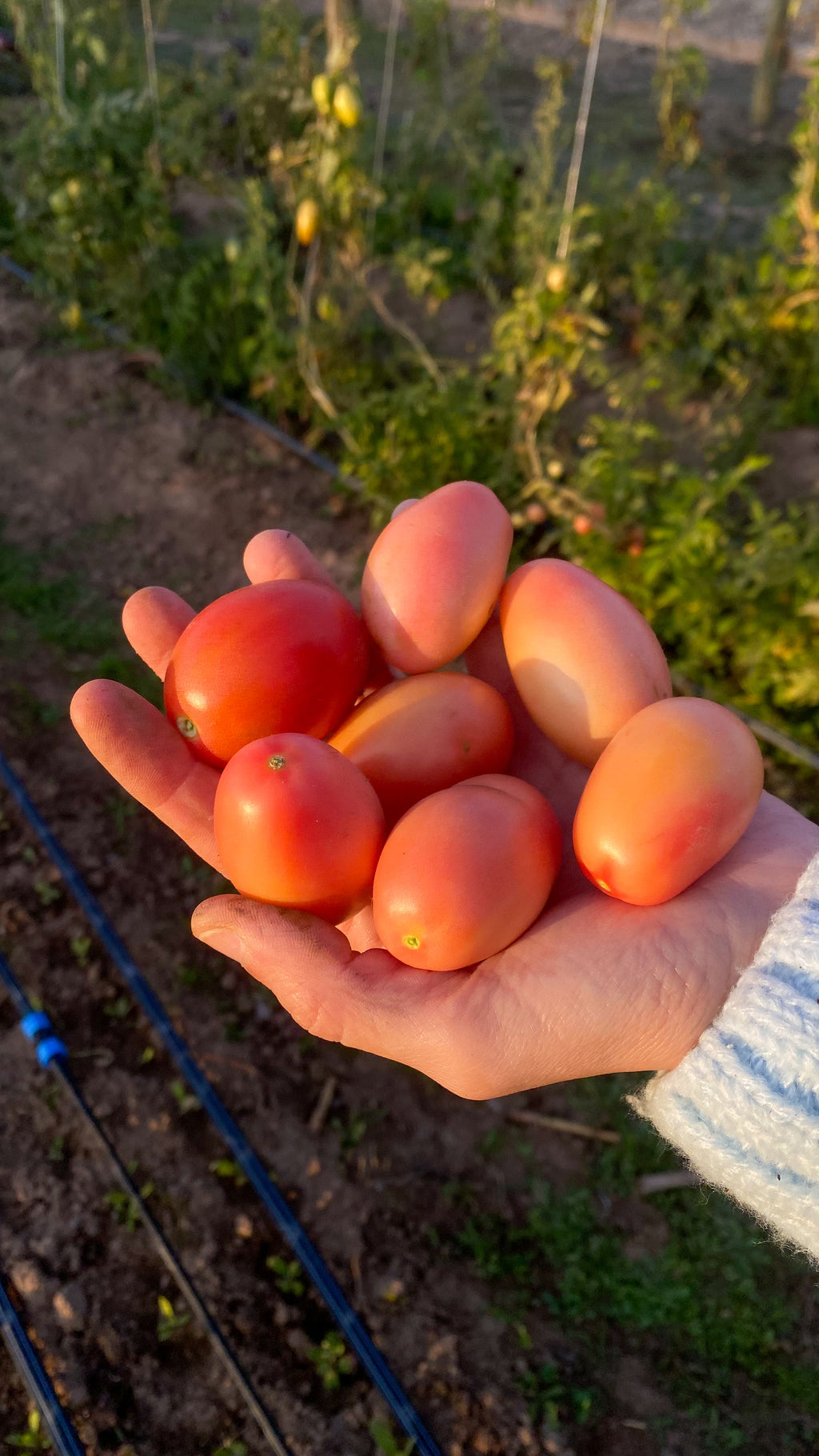 Tomate Thai Pink Egg