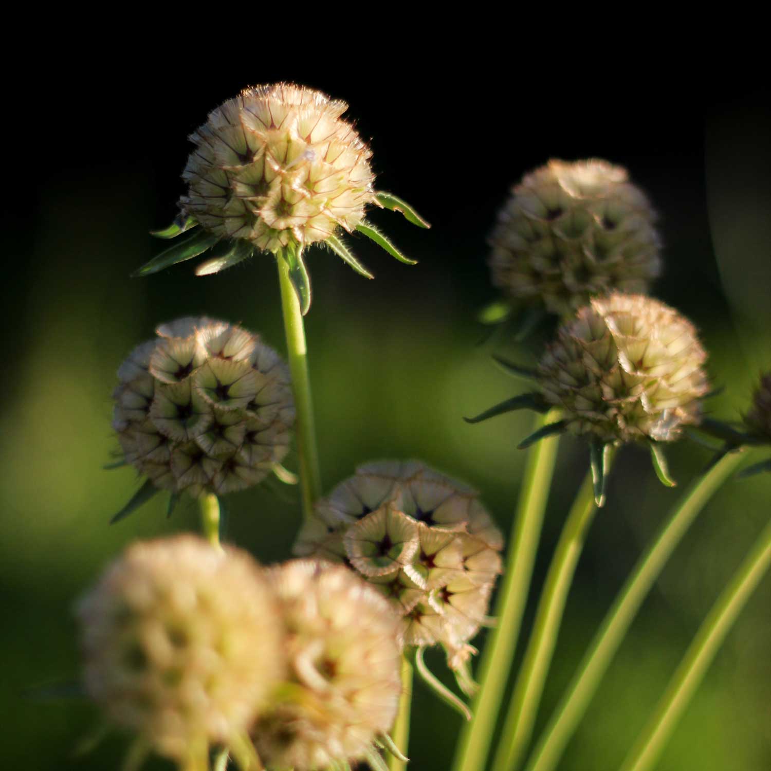 Semillas de Scabiosa Stellata