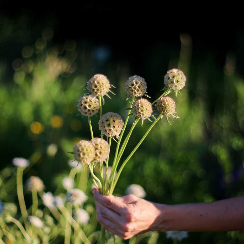 Semillas de Scabiosa Stellata