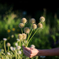 Semillas de Scabiosa Stellata