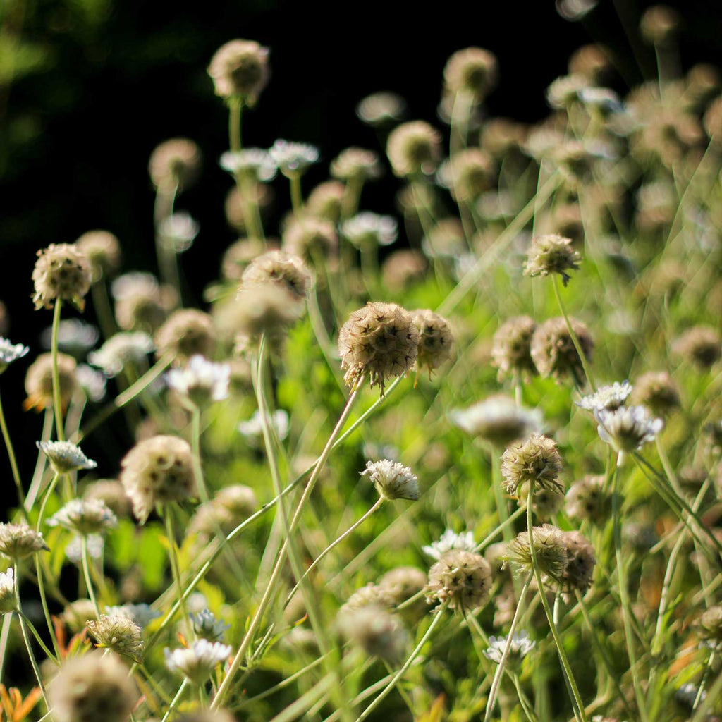 Semillas de Scabiosa Stellata