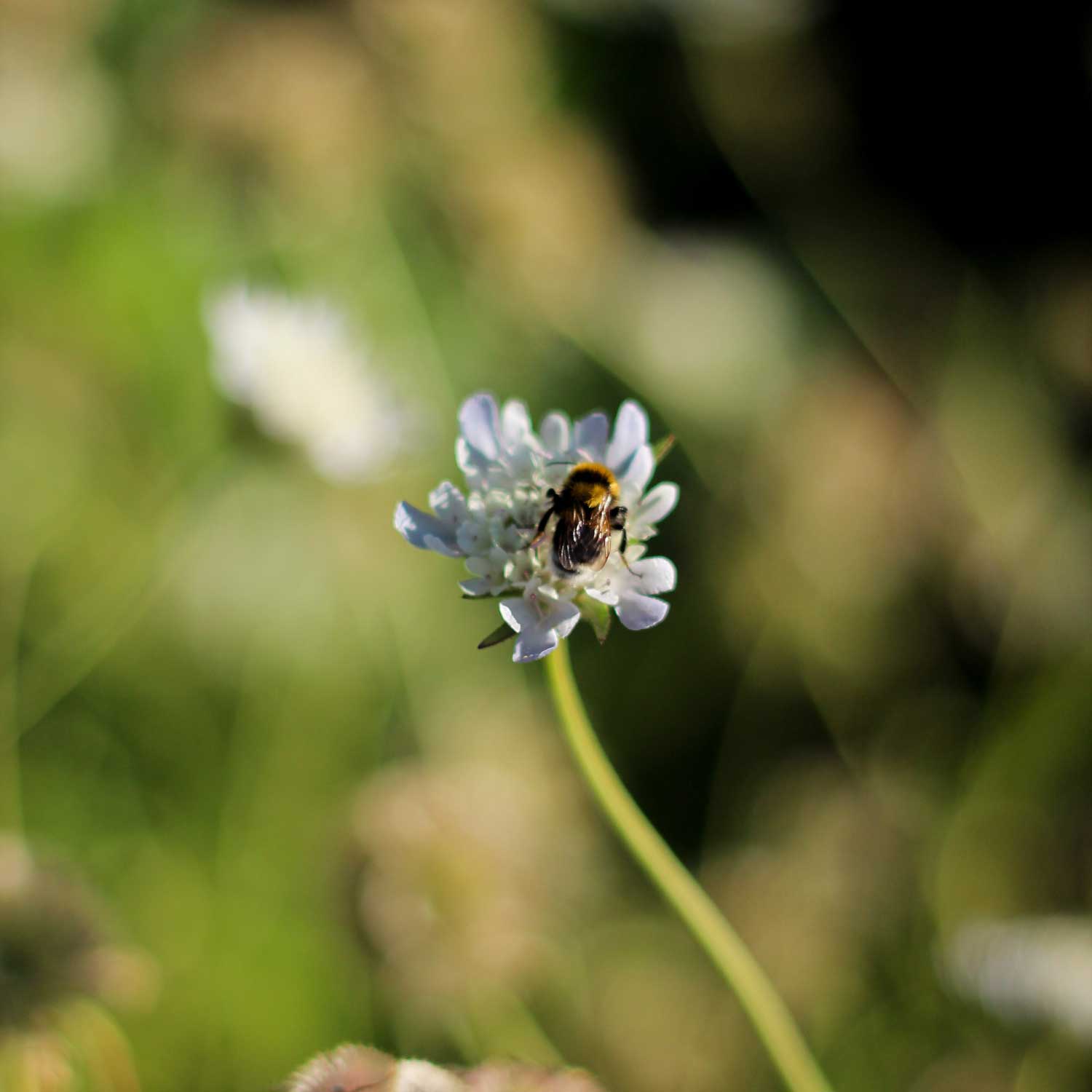 Semillas de Scabiosa Stellata