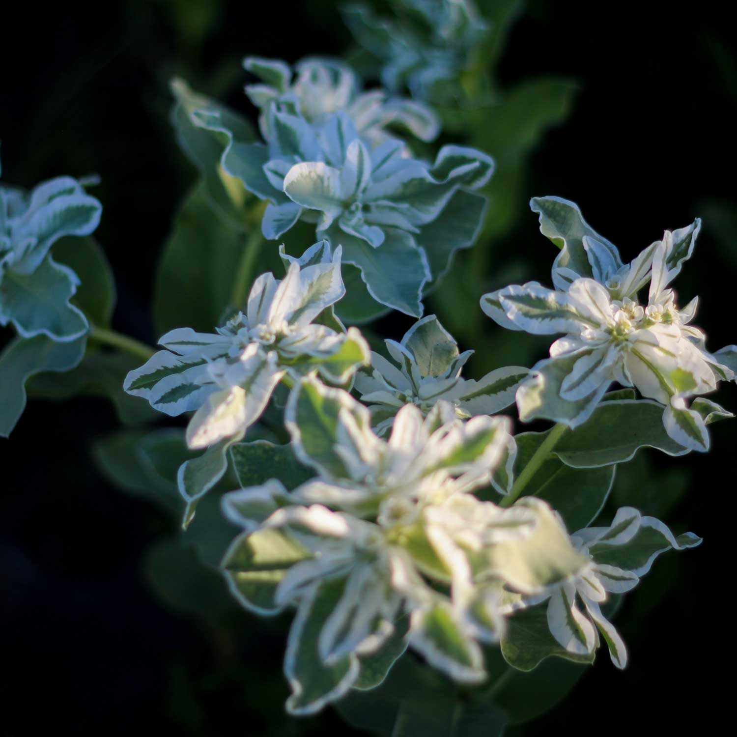 Semillas de Euphorbia Marginata