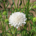Semillas de Scabiosa Qis Blanca