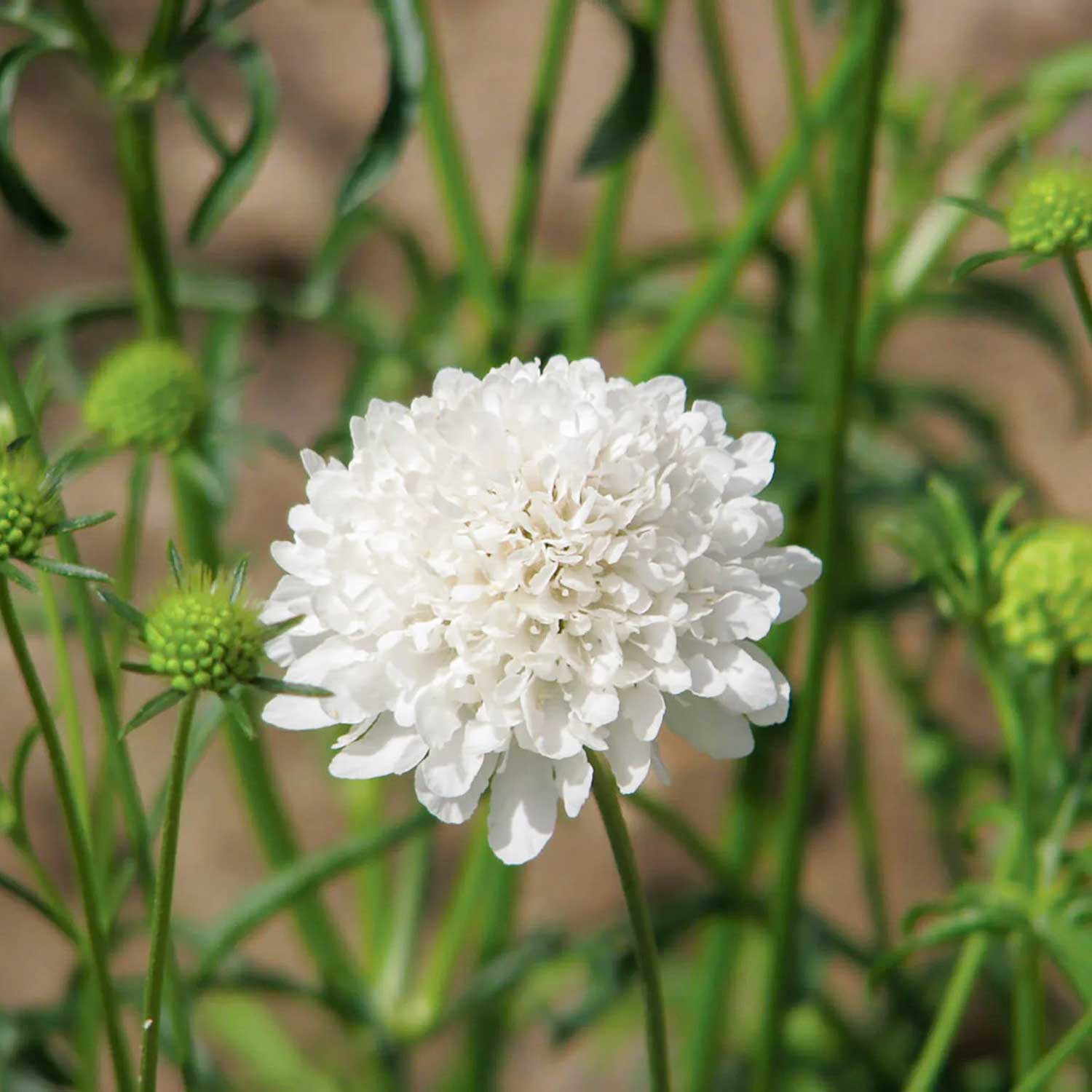 Semillas de Scabiosa Qis Blanca