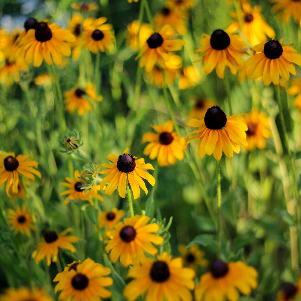 Semillas de Rudbeckia fulgida