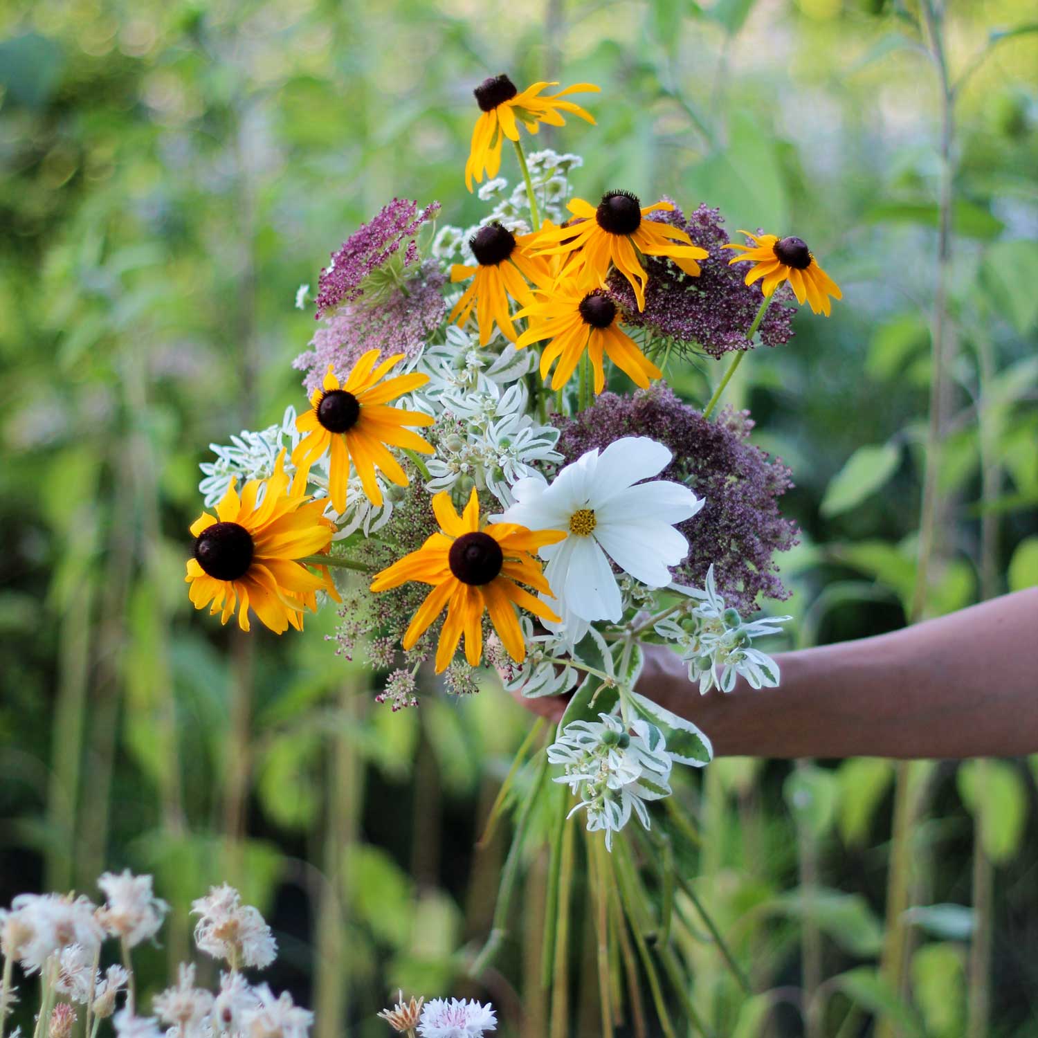 Semillas de Rudbeckia fulgida
