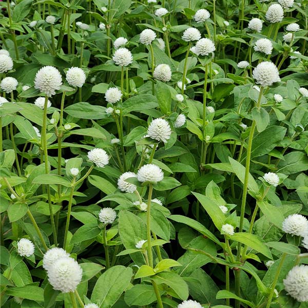 Gomphrena Audray White