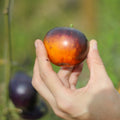 Tomate Mountain Thunder