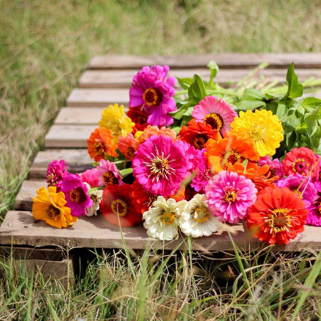 Semillas de Zinnia Mix