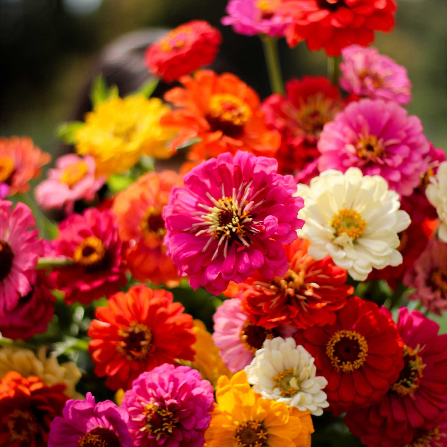 Semillas de Zinnia Mix