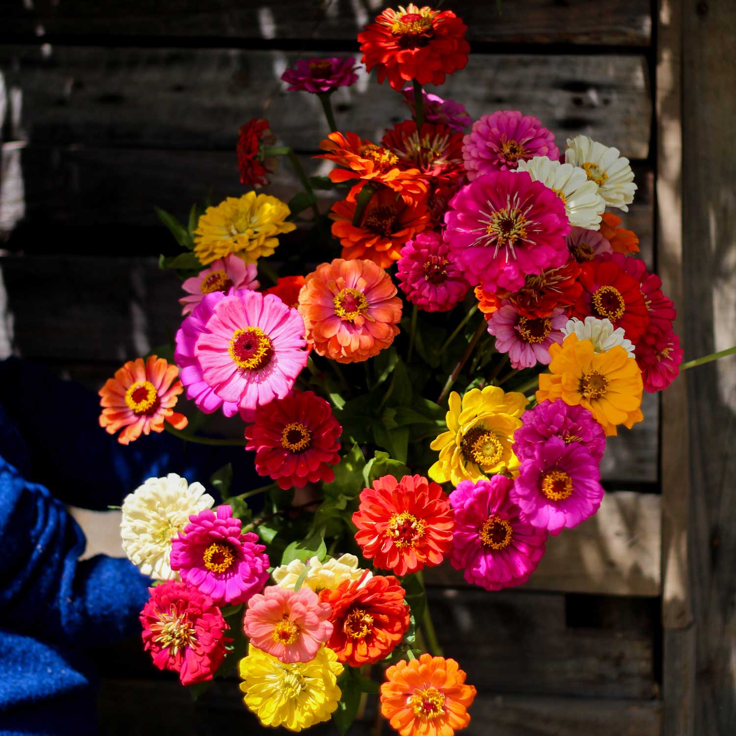 Semillas de Zinnia Mix