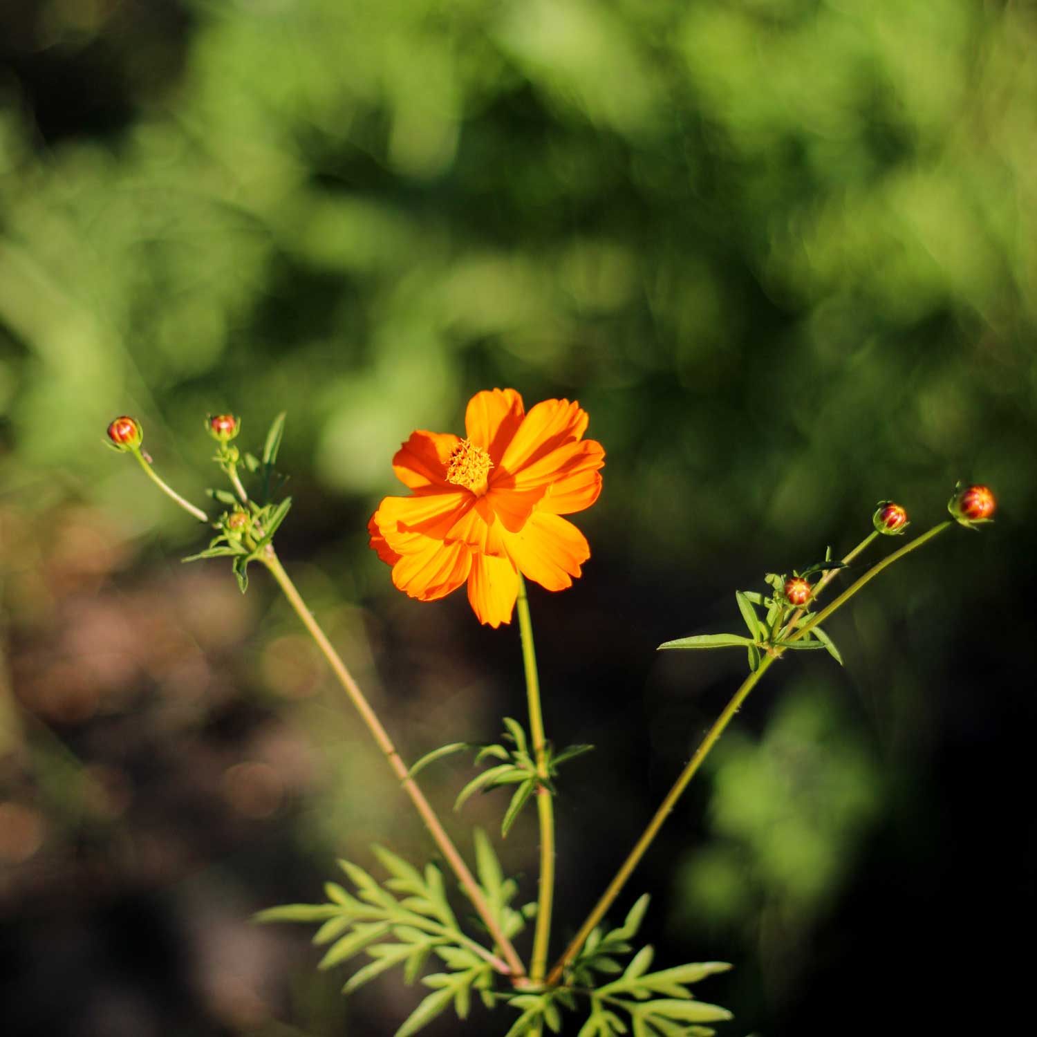 Semillas de Cosmos Sulphureus