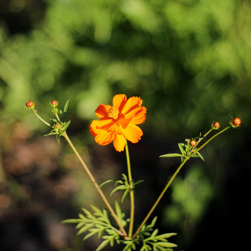 Semillas de Cosmos Sulphureus