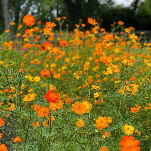 Semillas de Cosmos Sulphureus