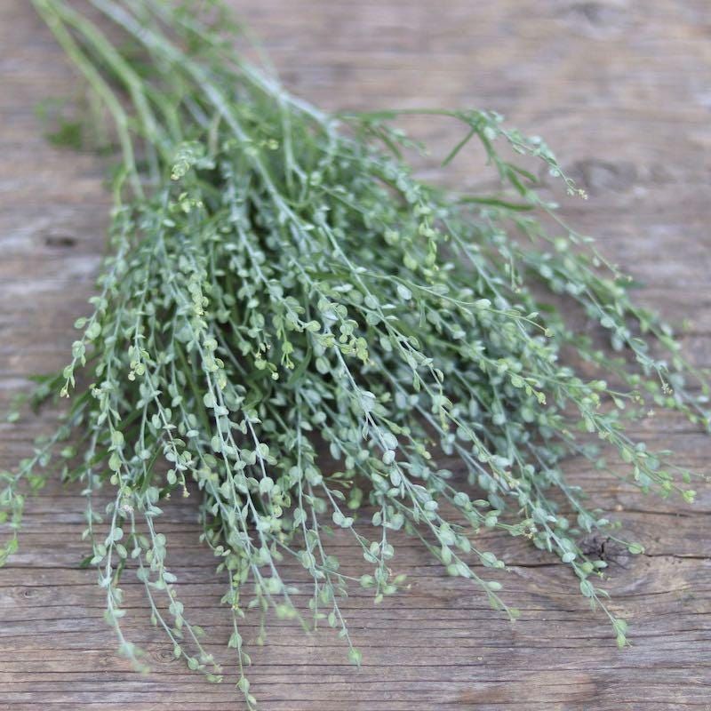 Cress Wrinkled