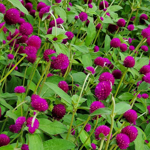 Gomphrena Audray Purple Red