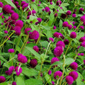 Gomphrena Audray Purple Red