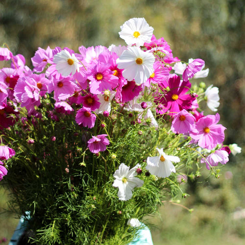 Cosmos Simple Mix