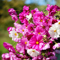 Cosmos Simple Mix