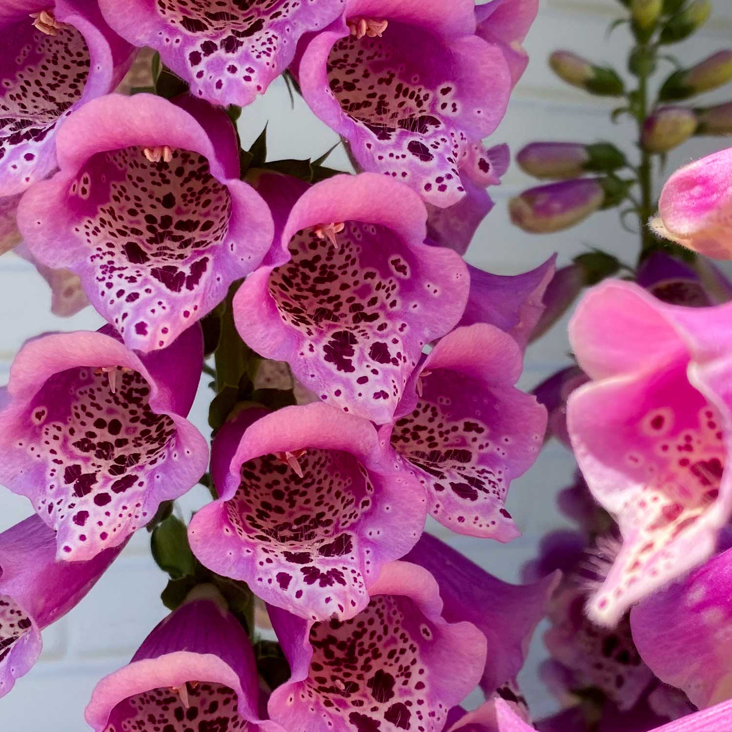 Semillas de Digitalis Mix