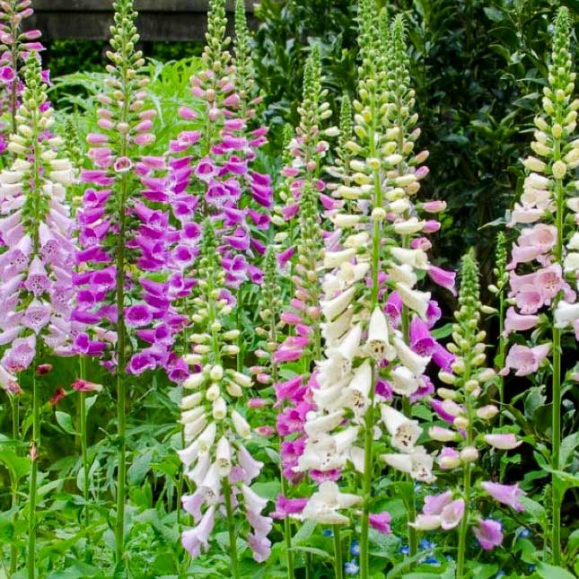 Semillas de Digitalis Mix