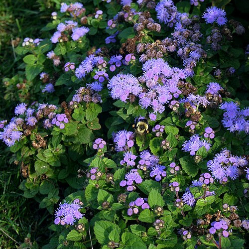 Ageratum Aloha Blue