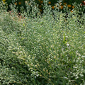 Cress Attraxa