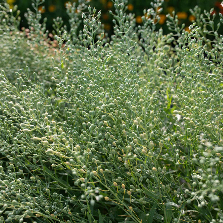 Cress Attraxa