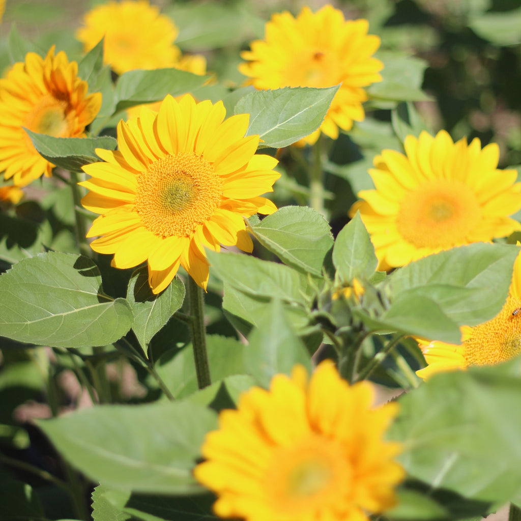 Girasol Vincet Fresh Light Eye (F1)