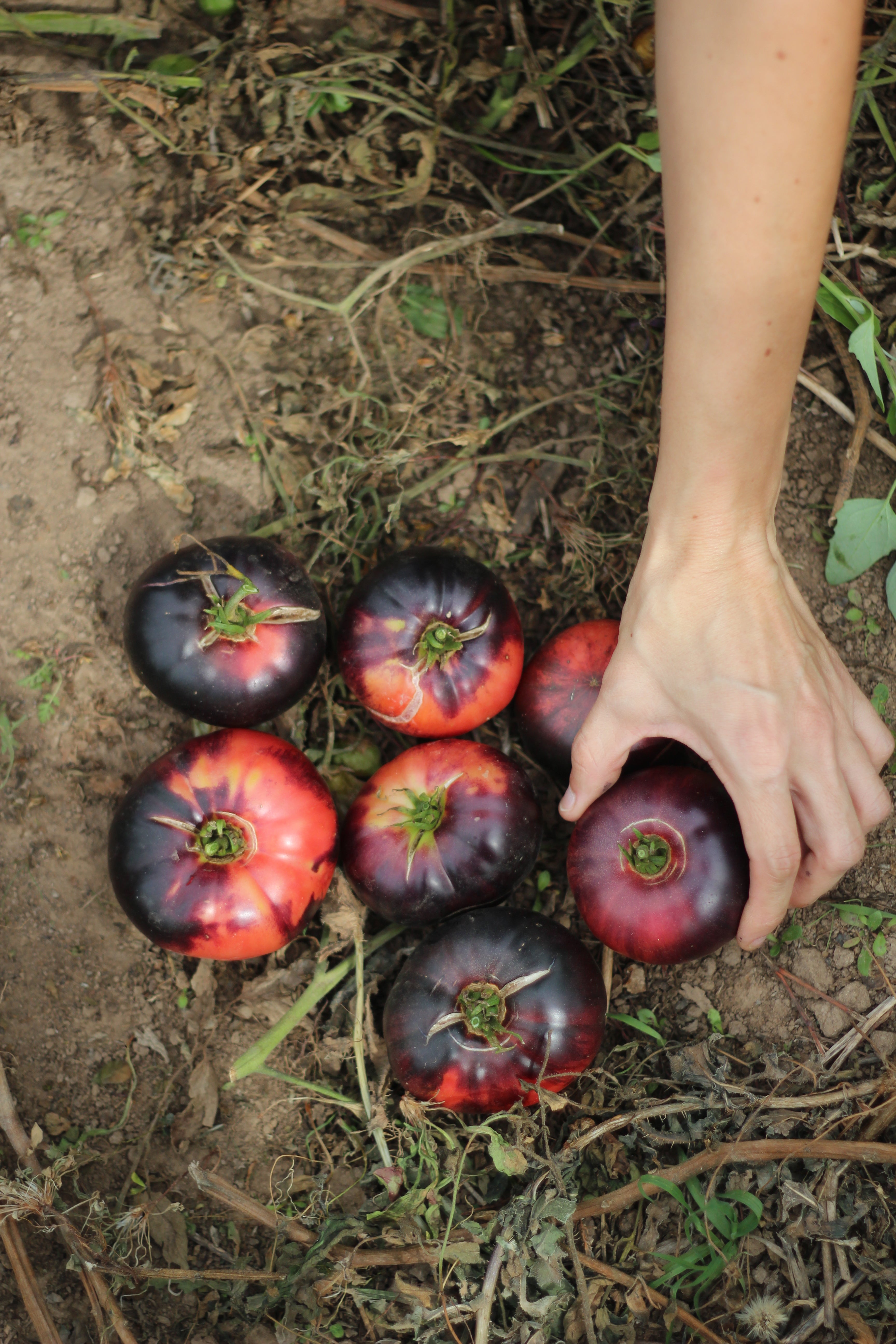 Tomate Blue Beauty