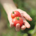 Tomate Pink Lady