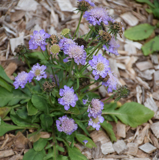 Scabiosa Japonica Ritz Rose