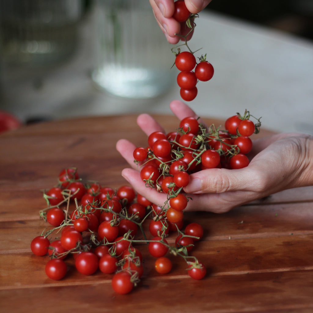 PACK HUERTA TOMATES DE VERANO + despacho gratis + corredor biológico de REGALO + instrucciones de siembra